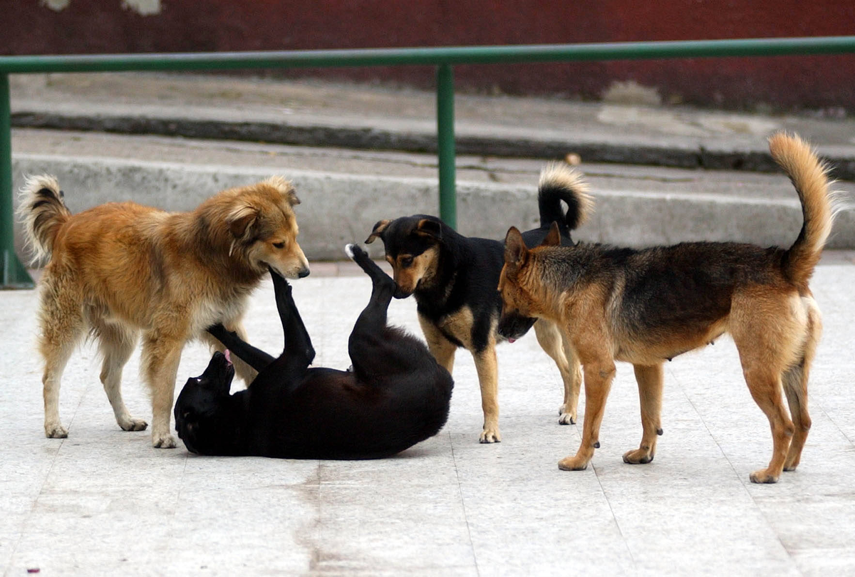 La Brucelosis canina es una enfermedad infecto-contagiosa grave y de alto riesgo para la Salud Pública, que se puede transmitir al hombre principalmente por contacto con secreciones vaginales de un animal infectado. La Brucelosis canina es una enfermedad infecto-contagiosa grave y de alto riesgo para la Salud Pública, que se puede transmitir al hombre principalmente por contacto con secreciones vaginales de un animal infectado.