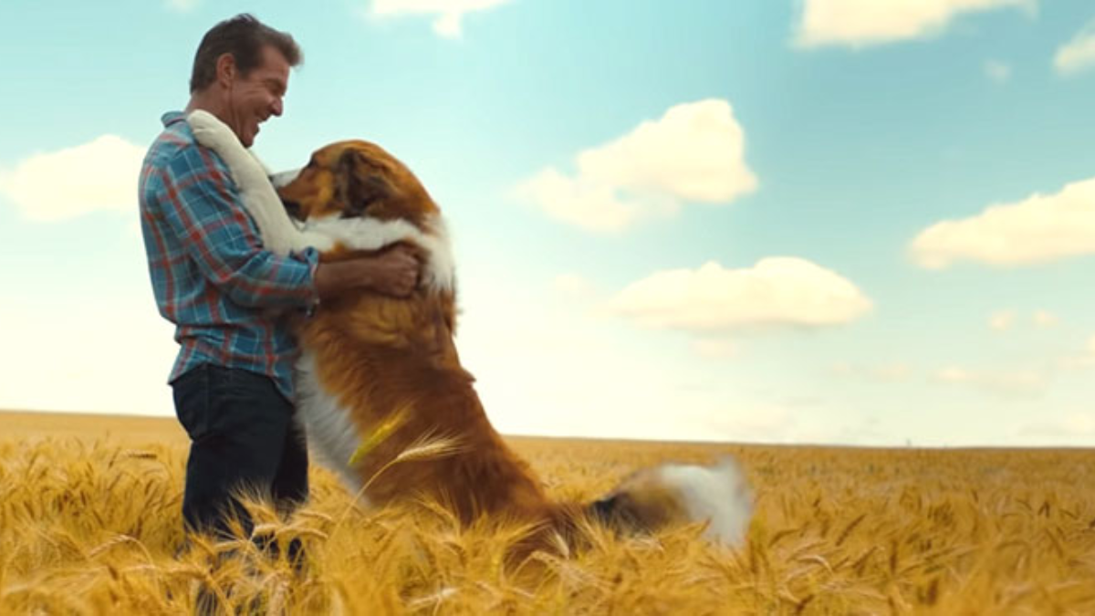 Más que compañía la película ilustra cómo la comunicación empática y el afecto constante son fundamentales para evitar el vacío emocional y el estrés en los animales de compañía.