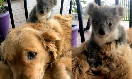 una perrita salvo la vida a un koala bebe a punto de morir en australia una perrita salvo la vida a un koala bebe a punto de morir en australia