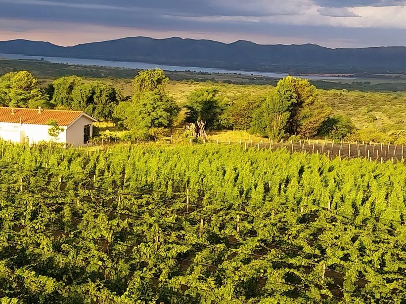 Vinos de Córdoba: buscan consolidar una marca propia basada en el terroir y la alta calidad Vinos de Córdoba: buscan consolidar una marca propia basada en el terroir y la alta calidad