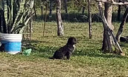 Peludín, el perro de Aitana, la nena asesinada en Corrientes. Peludín, el perro de Aitana, la nena asesinada en Corrientes.