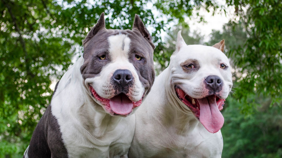 La justicia investiga cómo fue el ataque de los dos perros pitbull a la niña y su abuela en Santa Rosa de Lima