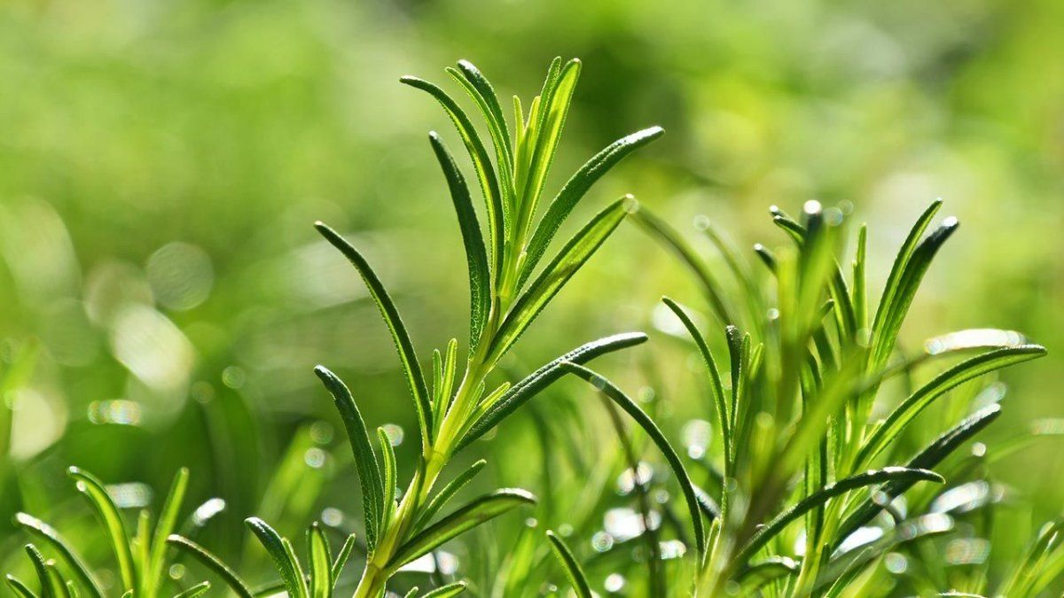 5 plantas comestibles que no deben faltar en tu cocina