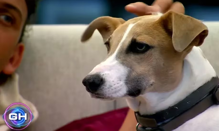 El refugio que cuidó al perro Arturo de Gran Hermano tocó fondo y se jugó la última carta para sacarlo del reality. El refugio que cuidó al perro Arturo de Gran Hermano tocó fondo y se jugó la última carta para sacarlo del reality.