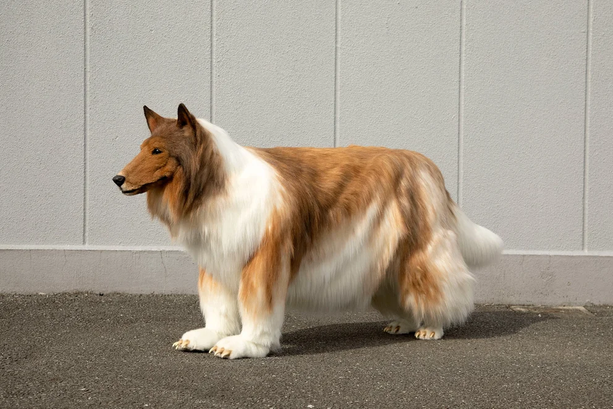 El japonés que consiguió el disfraz perfecto y ahora vive como un perro