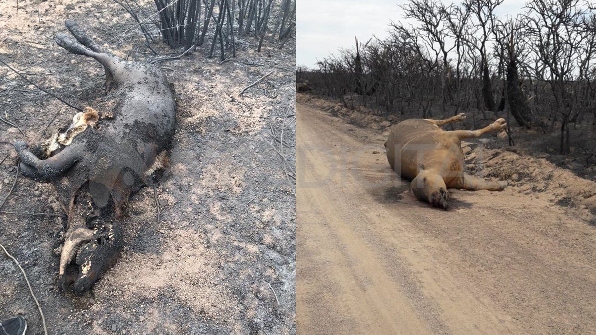 Animales encontrados en los caminos rurales y provinciales a la vera de la vegetación quemada en inmediaciones de Caminiaga, norte de Córdoba.