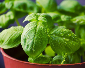Con un simple cambio de ubicación podés lograr que tu planta crezca más rápido y fuerte. Con un simple cambio de ubicación podés lograr que tu planta crezca más rápido y fuerte.