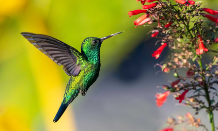 Qué flores prefieren los colibríes Qué flores prefieren los colibríes