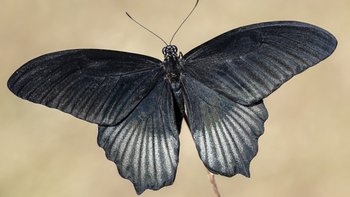 Las mariposas negras no son de mala suerte, que llegue a tu casa tiene un hermoso significado