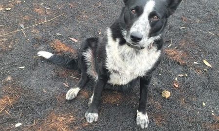 patsy, el perro que ayudo a un rebano de ovejas a escapar de un incendio en australia patsy, el perro que ayudo a un rebano de ovejas a escapar de un incendio en australia