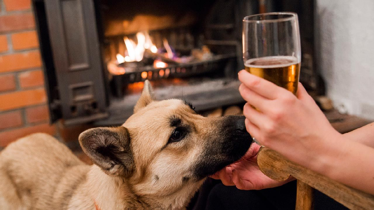 El alcohol está terminantemente prohibido para que lo ingiera el animal. 