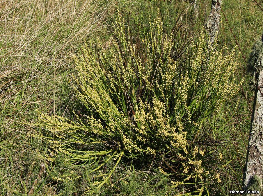 Las hojas secas en infusión para mitigar trastornos hepáticos y estomacales