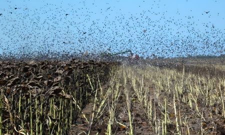 Aire de Santa Fe | PalomasGirasol