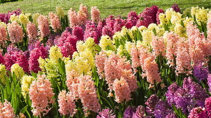 Qué planta que florece en septiembre sos, según tu signo del zodiaco