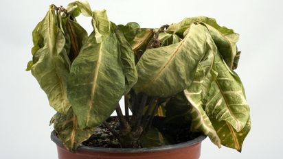 Cómo revivir plantas marchitas: los 7 consejos claves para que vuelvan a la vida y con más fuerza