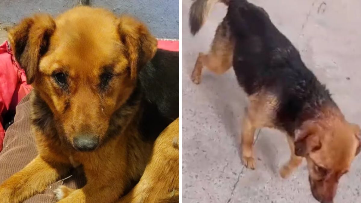 La perra fue encontrada en un basural de Rojas herida y con signos de abuso sexual.