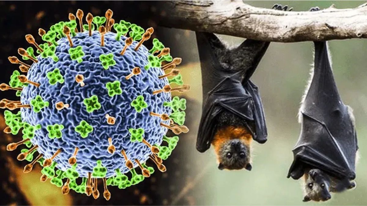 Virus Nipah: el patógeno zoonótico que preocupa por su alta tasa de mortalidad.