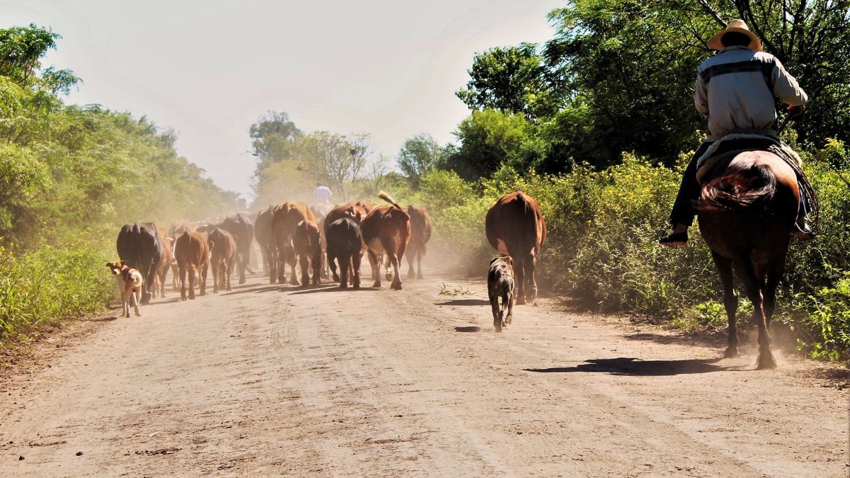 Según registros oficiales, al año 2025, la provincia de Entre Ríos cuenta con aproximadamente 28.000 kilómetros de caminos rurales, que incluyen vías de tierra, ripio y pavimento.