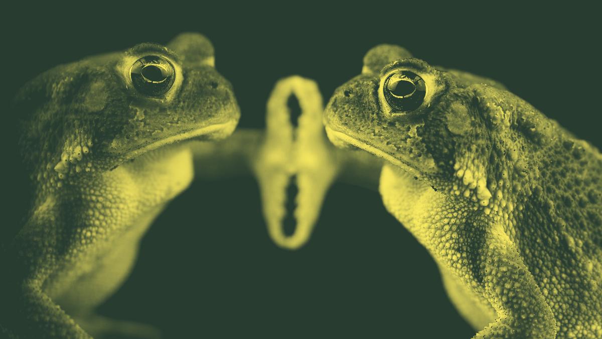 Advierten a los turistas no lamer una especie de sapo que genera efectos psicodélicos