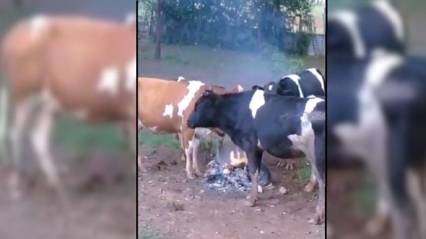 Faltaba la guitarra: vacas no aguantaron el frío y se juntaron alrededor de un fuego para calentarse