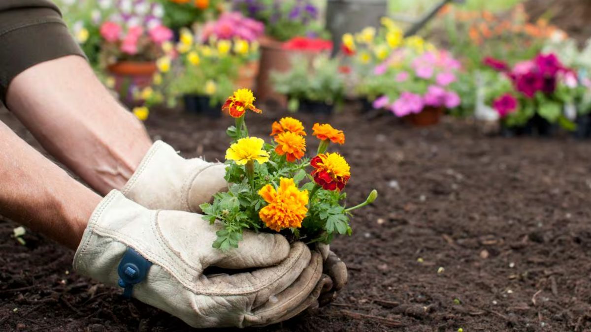 ¡Convierte tu hogar en un paraíso botánico utilizando un simple ingrediente de cocina!