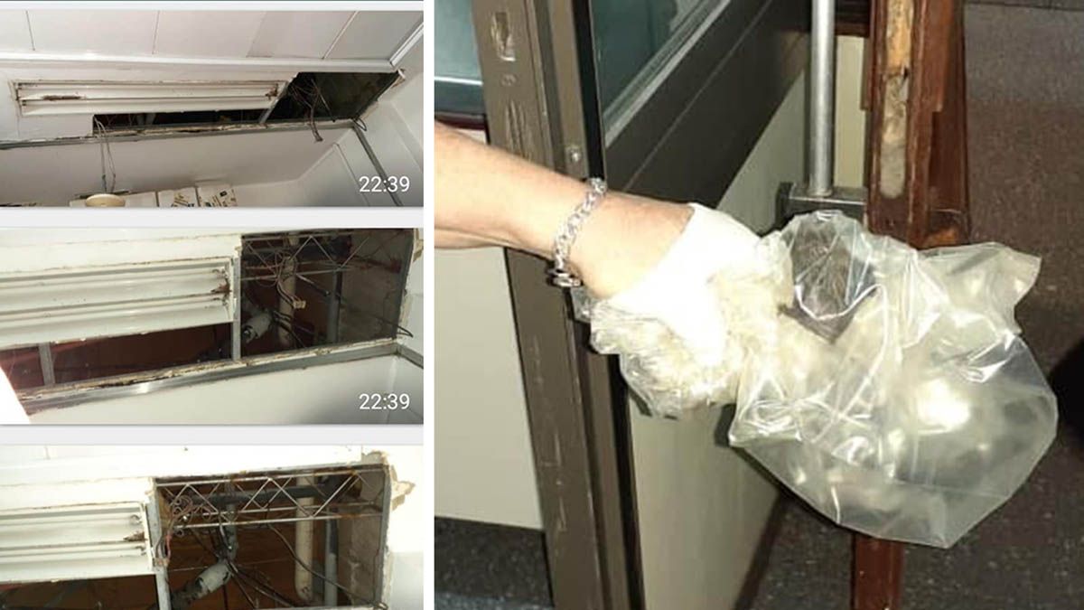 Las fotos que compartieron en Facebook las mamás sustitutas muestran roturas en el cielo raso y los muriciélagos que encontraron.