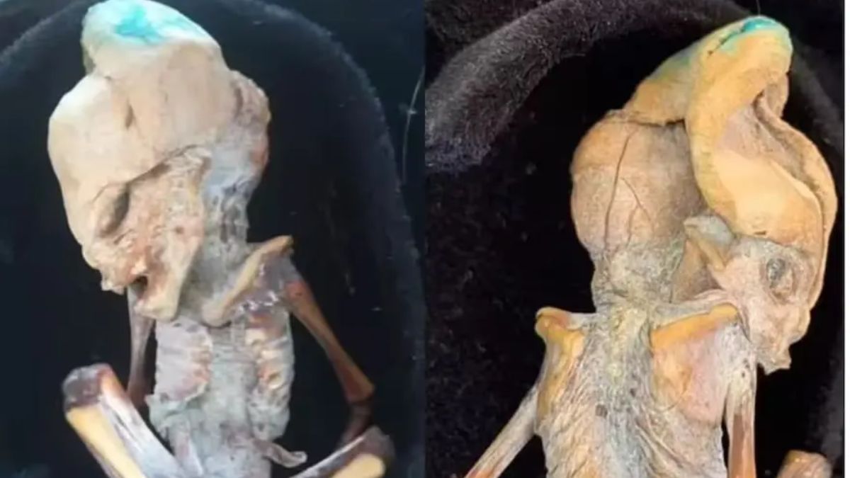 Las leyendas locales incluso sugieren la existencia de seres de unos 40 centímetros que habitarían lugares de difícil acceso en Colombia.