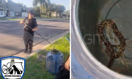 Encontraron dos serpientes en diferentes lugares de la ciudad de Santa Fe Encontraron dos serpientes en diferentes lugares de la ciudad de Santa Fe