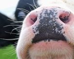 el morro como dni: la tecnologia agtech que puede revolucionar la trazabilidad bovina el morro como dni: la tecnologia agtech que puede revolucionar la trazabilidad bovina