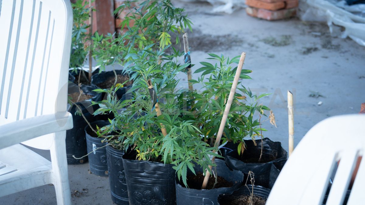 El 13 de febrero de 2024 la Policía Federal detectó una plantación de marihuana en un predio a la vera del kilómetro 19 de la Ruta Provincial 1, en la zona de Arroyo Leyes. El 13 de febrero de 2024 la Policía Federal detectó una plantación de marihuana en un predio a la vera del kilómetro 19 de la Ruta Provincial 1, en la zona de Arroyo Leyes.