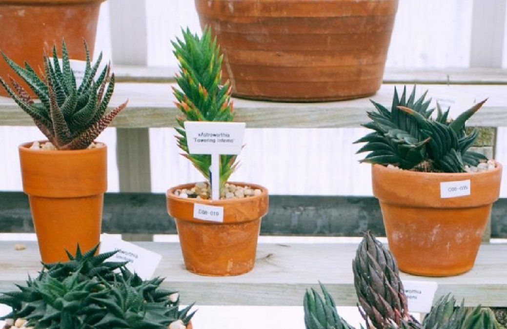 Suculentas en macetas de barro