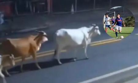 Murió un joven futbolista tras chocar su moto con una vaca: imágenes impactantes Murió un joven futbolista tras chocar su moto con una vaca: imágenes impactantes
