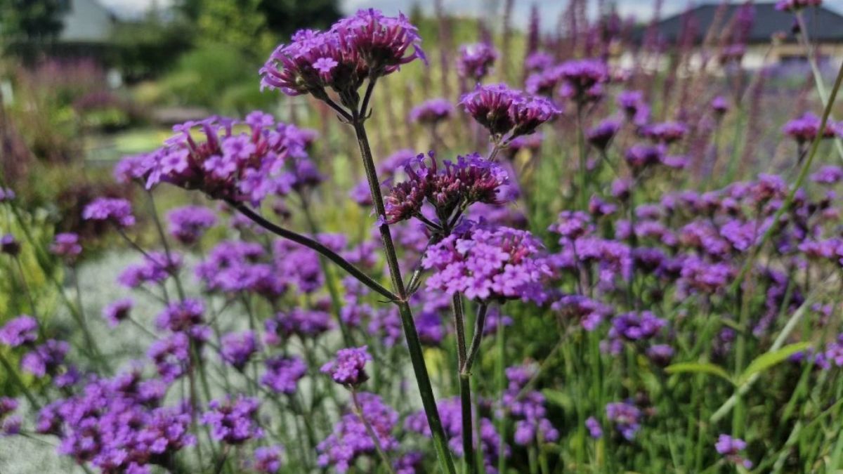 La verbena aporta color durante todo el verano y resiste el sol directo sin problemas.