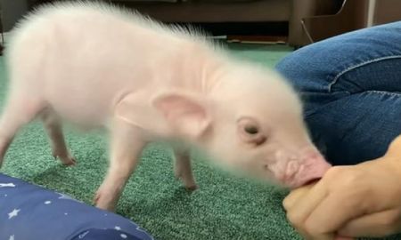 Un youtuber crió un chanchito durante 100 días y después se lo comió: fuertes críticas en las redes Un youtuber crió un chanchito durante 100 días y después se lo comió: fuertes críticas en las redes