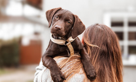 Cuáles son las mejores razas de perro para gente que vive sola. Cuáles son las mejores razas de perro para gente que vive sola.