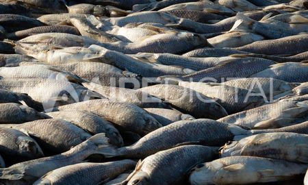 Un estudio detectó residuos de hasta nueve agroquímicos distintos en los músculos y en las vísceras de sábalos capturados en diferentes sitios del curso bajo del río Salado. Un estudio detectó residuos de hasta nueve agroquímicos distintos en los músculos y en las vísceras de sábalos capturados en diferentes sitios del curso bajo del río Salado.