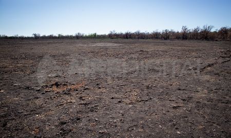 El fuego a gran escala alteró las capacidades naturales del ecosistema del Delta del Paraná. El fuego a gran escala alteró las capacidades naturales del ecosistema del Delta del Paraná.