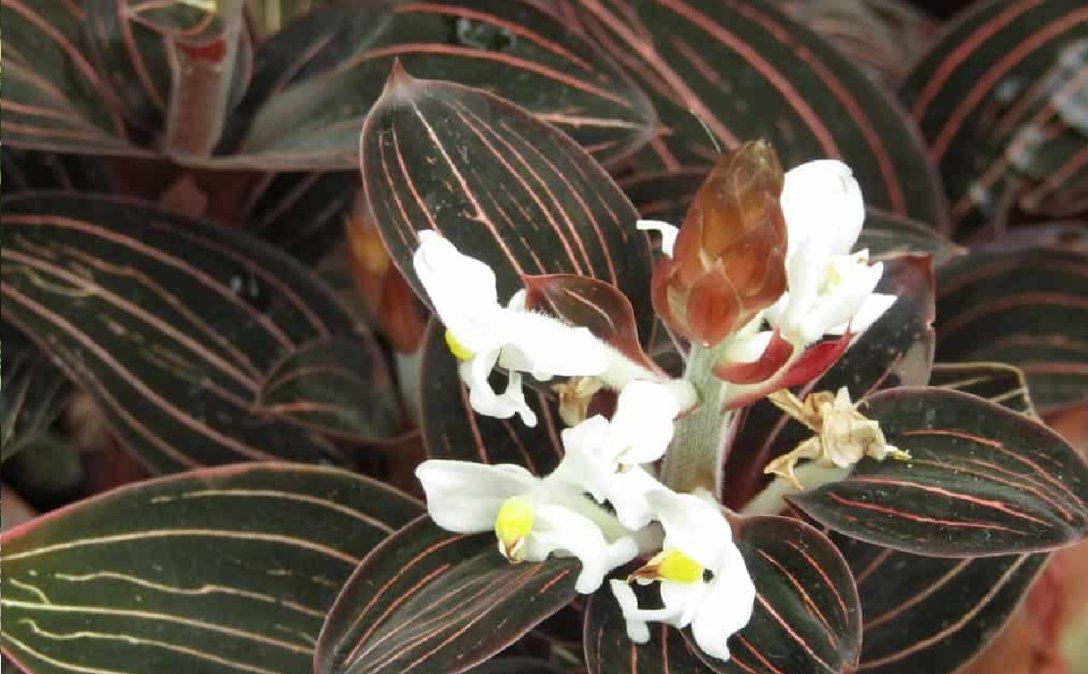 Plantas de interior que crecen con poca luz