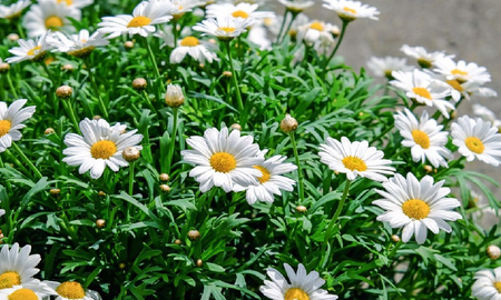 Con crisantemos, margaritas y salvias, tu jardín sigue floreciendo hasta el otoño. Con crisantemos, margaritas y salvias, tu jardín sigue floreciendo hasta el otoño.