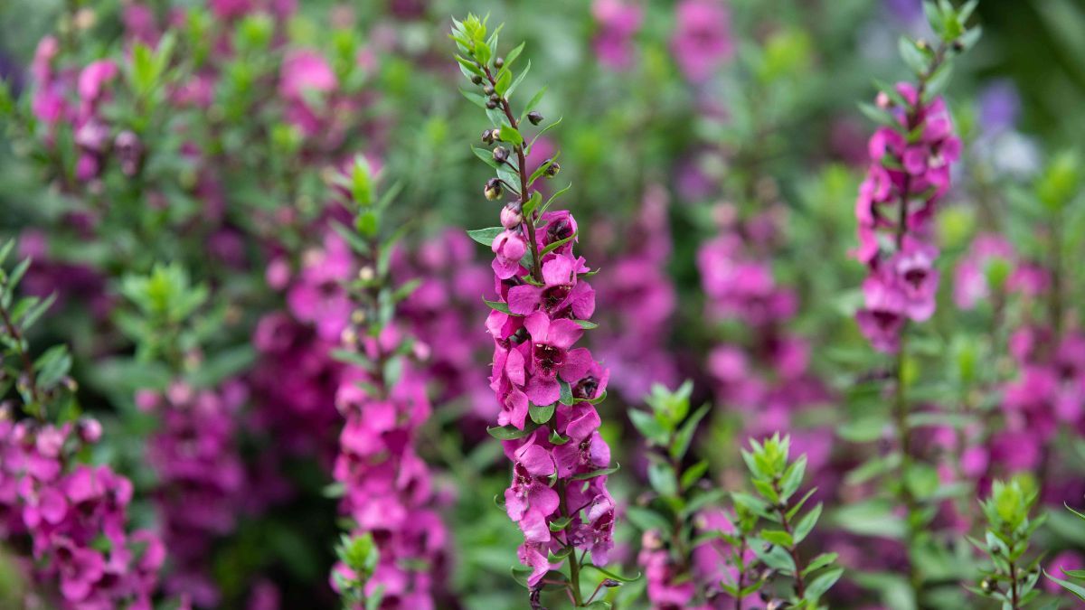 La angelonia se adapta bien a macetas y espacios muy expuestos al sol durante los meses de mayor calor. La angelonia se adapta bien a macetas y espacios muy expuestos al sol durante los meses de mayor calor.