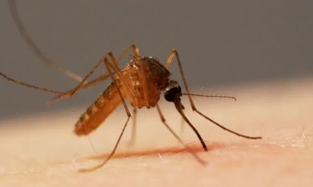 alarma por nuevo virus que no tiene vacuna alarma por nuevo virus que no tiene vacuna