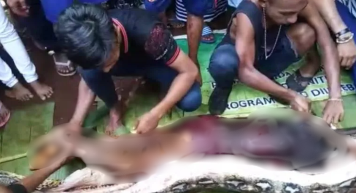 Al abrir la pitón los hombres se encontraron con el horror. Al abrir la pitón los hombres se encontraron con el horror.