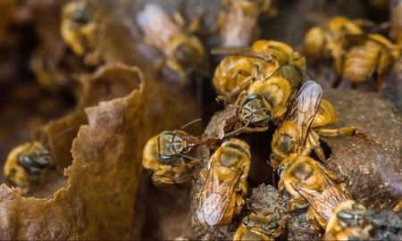 Un enjambre de abejas atacó a 32 personas en Uruguay y ocho niños debieron ser hospitalizados Un enjambre de abejas atacó a 32 personas en Uruguay y ocho niños debieron ser hospitalizados