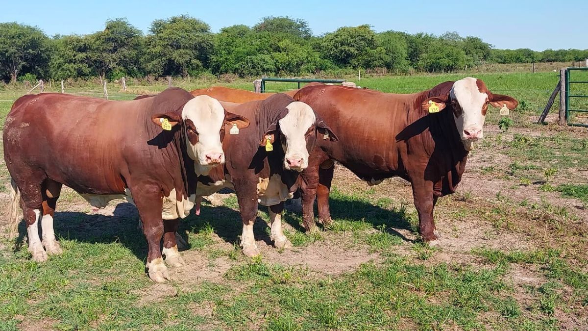 Las características de los Braford de María Isabel son: moderado tamaño, mucha musculatura y muy buena línea inferior.