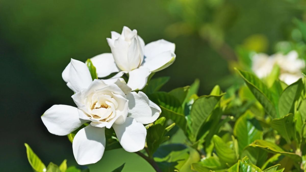 El cuidado correcto permite que gardenias, orqu&iacute;deas y rosas florezcan todo el a&ntilde;o en interiores y jardines.