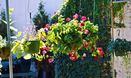 Estas 7 plantas colgantes son perfectas para lograr un balcón con efecto cascada. Estas 7 plantas colgantes son perfectas para lograr un balcón con efecto cascada.