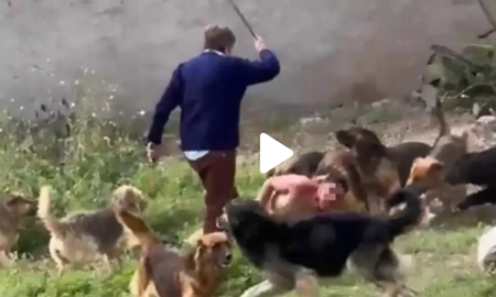 Permanece internado en estado crítico. Contradicciones entre su madre y la dueña de los animales. Fue en Tucumán. Permanece internado en estado crítico. Contradicciones entre su madre y la dueña de los animales. Fue en Tucumán.