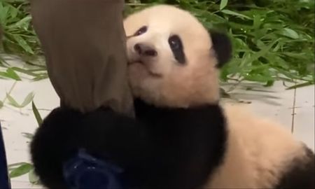 Viral: un oso panda bebé abraza a su cuidador para que no lo abandone. Viral: un oso panda bebé abraza a su cuidador para que no lo abandone.