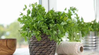 Las 3 hierbas perfectas para sembrar en septiembre en Santa Fe y tener condimentos frescos todo el año