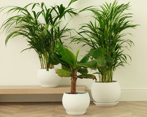 Esta planta parece una palmera, crece muy bien dentro de casa y requiere muy pocos cuidados. Esta planta parece una palmera, crece muy bien dentro de casa y requiere muy pocos cuidados.